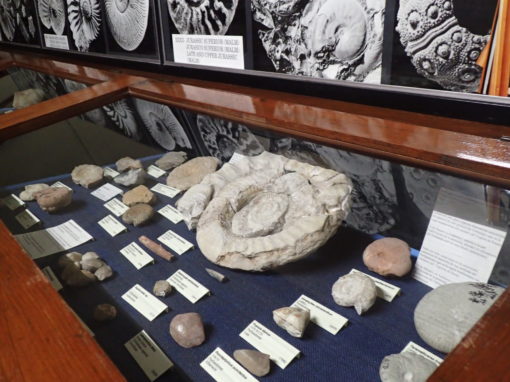 Museu Geològic del Seminari de Barcelona