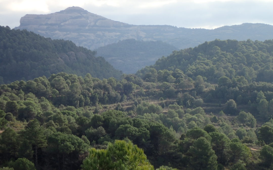 Parc Natural de Sant Llorenç i l´Obac