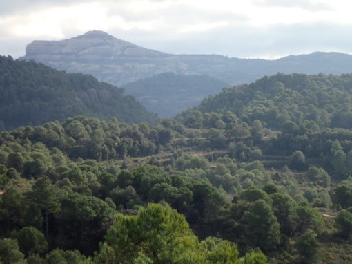 Parc Natural de Sant Llorenç i l´Obac